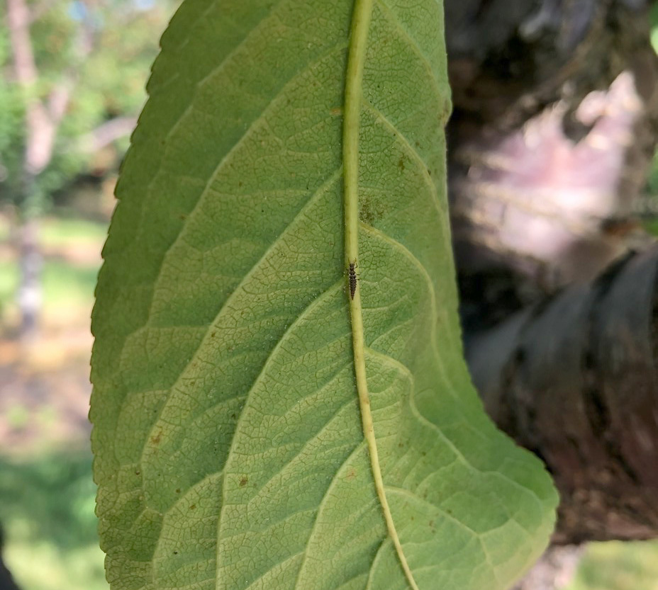 Green lacewing larva feeding on twospotted spider mites